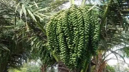 Mengoptimalkan Peran Teknologi dalam Upaya Pengembangan Komoditas Aren