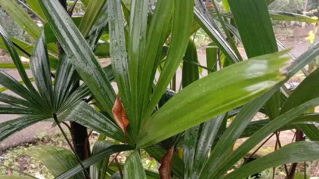 Palem Jari, Tanaman Hias yang Tangguh di Segala Kondisi