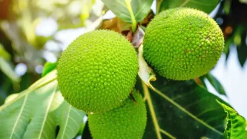 Tangguh akan Perubahan Iklim, Sukun Potensial Jadi Makanan Masa Depan