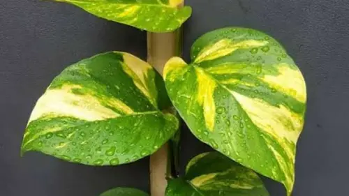 7 Cara Agar Sirih Gading Tumbuh Cepat dan Memukau