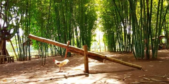 Melirik Potensi Bambu dari Momen Hari Bambu se-Dunia 2022