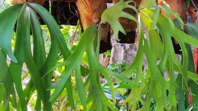 Tanaman Tanduk Rusa, Solusi bagi Haid yang Tidak Teratur