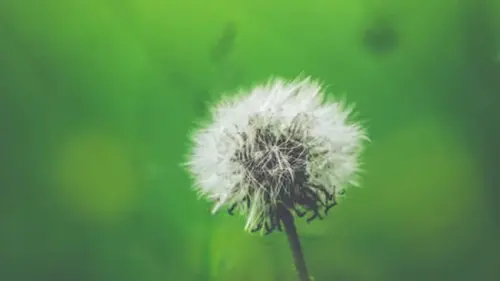 Melacak Cara Menyebar Dandelion yang Menjadikannya Fondasi Ekosistem