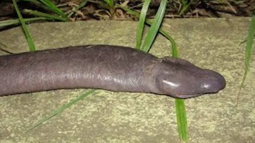 Perihal Atretochoana Eiselti, Hewan yang Mirip Kelamin Lelaki