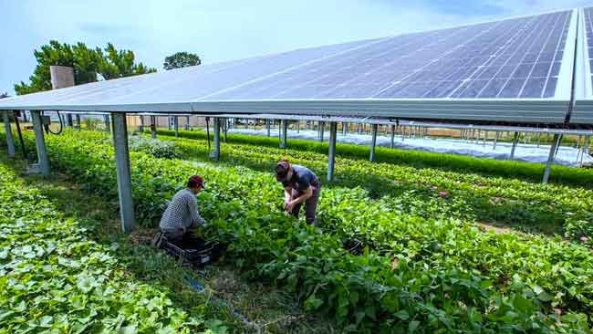 Mengenal Agrivoltaik dan Keuntungan Melimpah bagi Petani