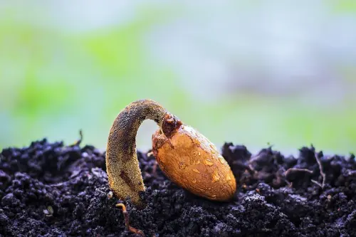 11 Unsur Hara Mikro yang Diperlukan Tanaman dan Cirinya Bila Kekurangan atau Kelebihan