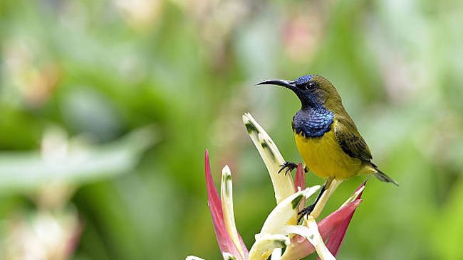 Burung Madu Sriganti, Si Arsitek Mungil yang Penting bagi Ekosistem