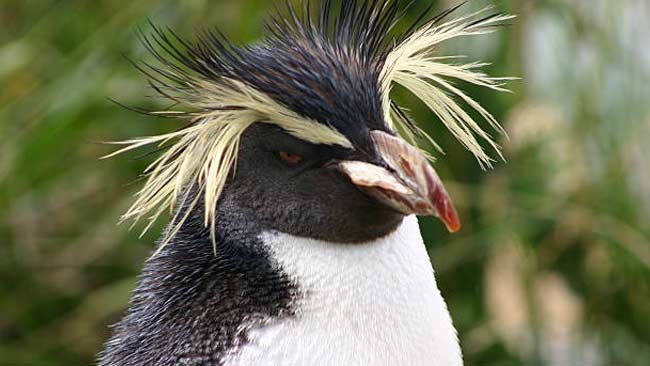 Mengurai Kemisteriusan Penguin Jambul Tegak dan Penyebab Ancaman Kepunahannya
