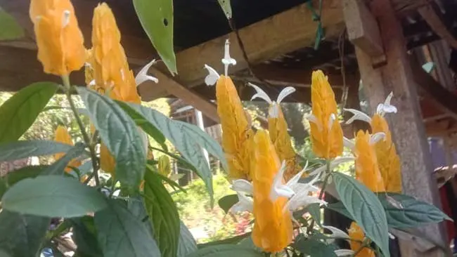 Bunga Lilin, Tanaman Hias yang Setia Berbunga dan Mekar Setiap Hari
