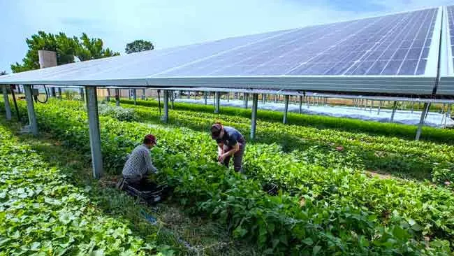 Mengenal Agrivoltaik dan Keuntungan Melimpah bagi Petani