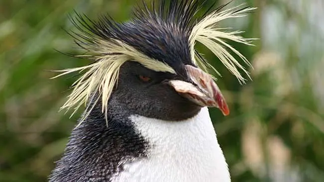 Mengurai Kemisteriusan Penguin Jambul Tegak dan Penyebab Ancaman Kepunahannya