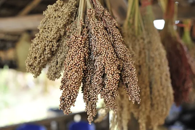 Pangan Lokal, Solusi Atasi Krisis Pangan Akibat Dampak El Nino
