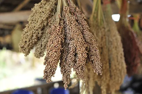 Sorgum, Bahan Pangan Alternatif Masa Depan