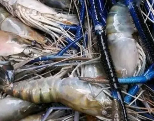 Udang Galah, Si Kaya Manfaat yang Galak pada Penderita Alergi