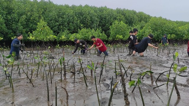 Kreditplus Bersama YKL Indonesia Tanam 2000 Mangrove di Makassar