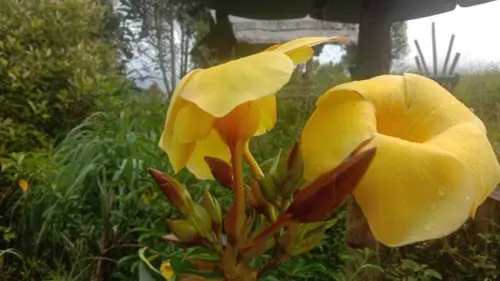 Berkenalan dengan Bunga Alamanda, Kandungan dan Manfaatnya