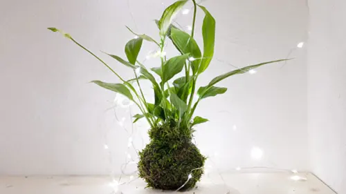 Hal Penting dari Kokedama, Seni Menanam yang Cocok bagi Masyarakat Urban