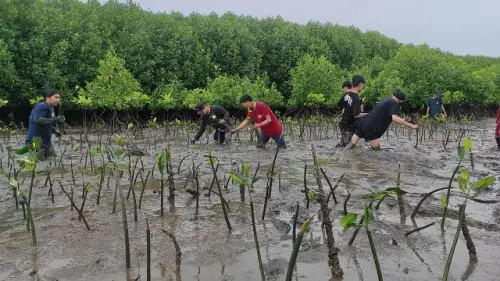 Kreditplus Bersama YKL Indonesia Tanam 2000 Mangrove di Makassar