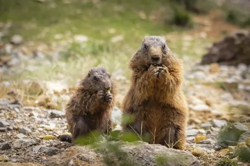 Marmot Tanah, Hewan yang Tertidur Selama Musim Dingin