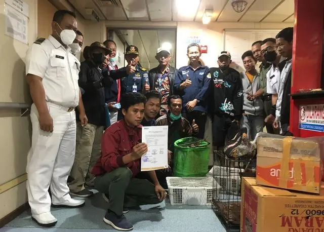 Puluhan Ekor Satwa Dilindungi Berhasil Diselamatkan BKSDA Sulsel