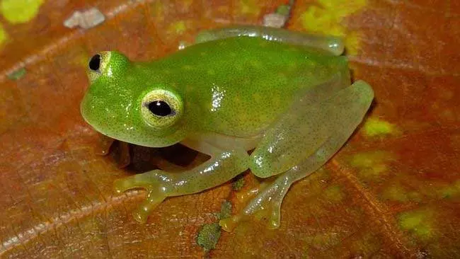 Unik dan Menggemaskan, Ini 10 Fakta Katak Kaca yang Mengejutkkan