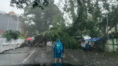 5 Tragedi Pohon Tumbang Paling Membekas di Makassar Tahun 2022