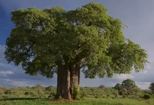 7 Fakta Menarik Perihal Pohon Baobab yang Tak Banyak Diketahui
