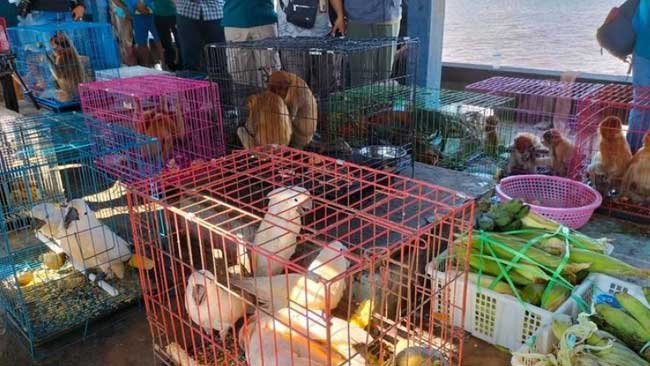 Perdagangan Satwa Liar Bukan Hanya Pelanggaran Hukum, Tapi Juga Ancaman Keseimbangan Ekosistem