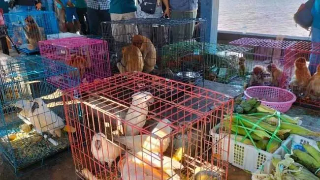 Daftar Lengkap Satwa yang Gagal Diselundupkan oleh Kapal Asing