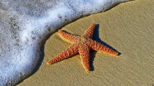 Jarang Terekspos, Ini 9 Fakta Unik dari Bintang Laut