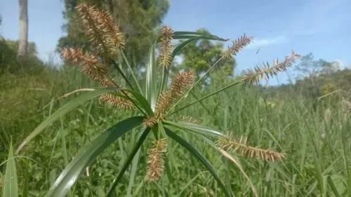 Rumput Teki dan Manfaat Tersembunyi di Balik Kebebalannya