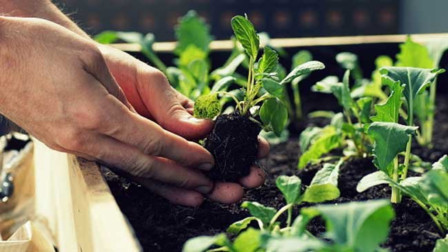 Mengulik 13 Fakta Menakjubkan dari Urban Farming