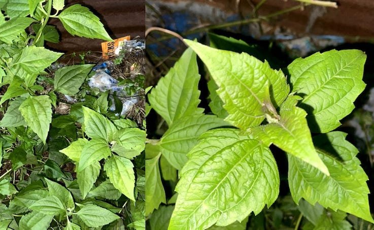 Dianggap Hama, Balakacida Mempunyai Segudang Manfaat bagi Kesahatan