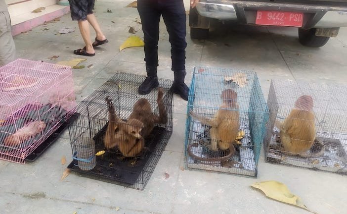 Gakkum KLHK Gagalkan Penyelundupan Satwa Liar Dilindungi di Gorontalo