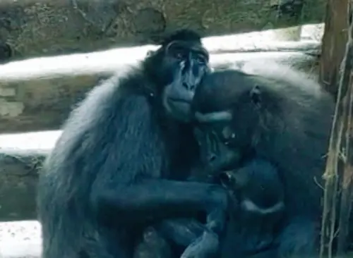 Ibu dan 2 Anak Monyet Hitam Endemik Sulawesi Ditemukan dalam Perangkap Warga