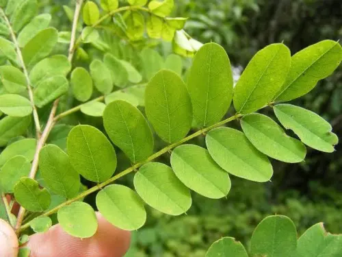 Mengenal Indigofera, Tanaman Pewarna Alami dan 5 Fakta Lainnya