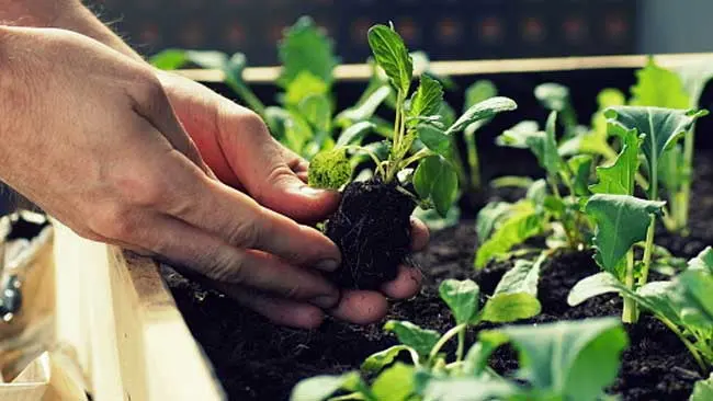 Mengulik 13 Fakta Menakjubkan dari Urban Farming