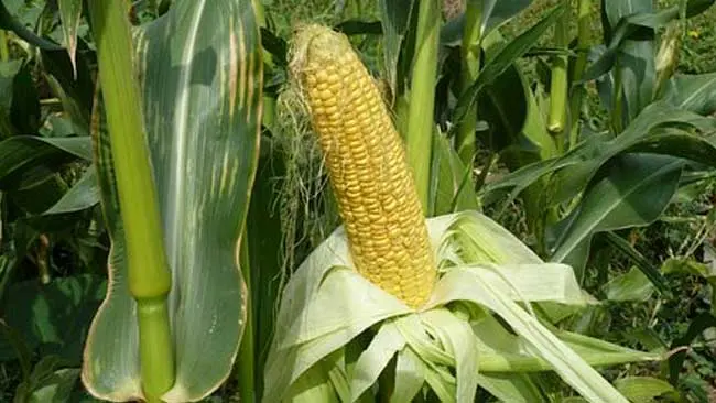 Perihal Jagung Manis dan Hal-hal Menarik yang Mengiringinya