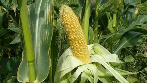 Perihal Jagung Manis dan Hal-hal Menarik yang Mengiringinya