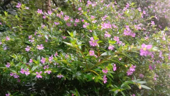 Taiwan Beauty, Tanaman Berbunga Mungil yang Disukai Lebah
