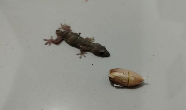Banyak Cicak di Rumah, Rempah Populer Ini Ampuh Mengusirnya!