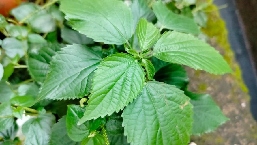 Daun Jelatang, Gulma Ajaib yang Menyimpan Sederet Manfaat Kesehatan