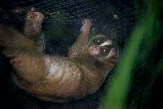 Mengantar 10 Kukang Jawa ke Kawasan Cagar Alam Gunung Simpang Cianjur