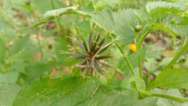 No Mow May, Gerakan Tidak Memotong Rumput di Bulan Mei