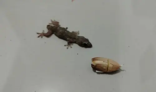 Banyak Cicak di Rumah, Rempah Populer Ini Ampuh Mengusirnya!