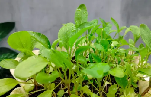 Curah Hujan Tinggi, Ini Dampaknya terhadap Tanaman di Pekarangan!