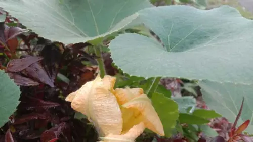 Daun Labu Kuning, Sayuran Cepat Saji yang Murah dan Kaya Manfaat