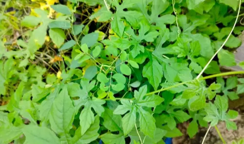 Manfaat Daun Pare Hutan, atasi Demam hingga Usir Kolestrol