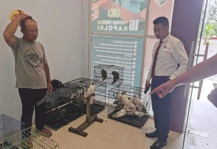 Melalui Operasi Senyap, BKSDA Maluku Amankan 91 Ekor Burung Dilindungi