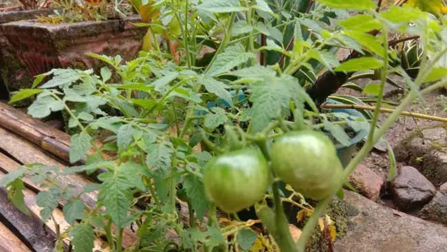 Mengulik Cara Tumbuhan Atasi Dingin di Pagi Hari